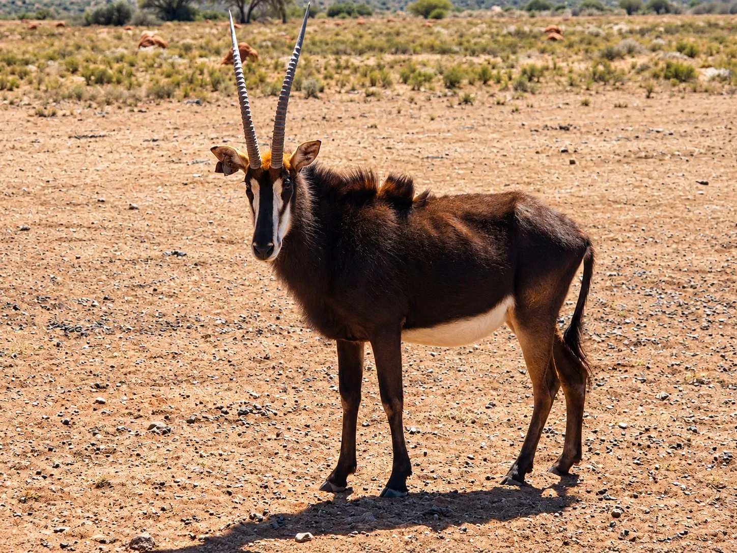 A sable antelope bull with long curved horns stands alert on red Kalahari sand.