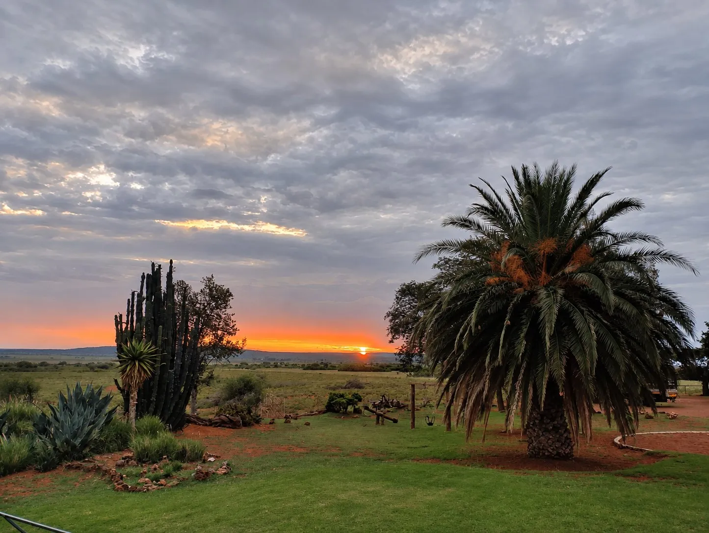 The lodge garden at sunset, with a palm tree, aloes and a tall cactus.