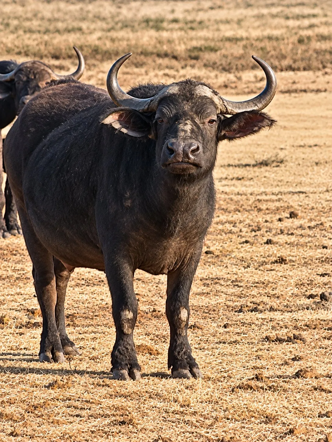 A Cape buffalo bull faces the camera on dry winter grass.